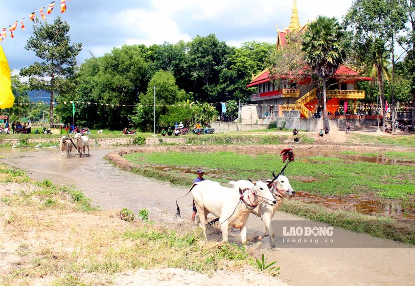 Sâu đua bò tại chùa Rô, nơi diễn ra Hội đua bò với sự tham dự của 32 đôi xuất sắc vượt qua vòng đấu loại tại nhiều địa phương. Ảnh: Thanh Mai