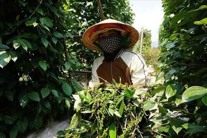 Pepper prices today 9/9: Domestic market maintains high price range. Photo: Thanh Tuan (taken in 2025).