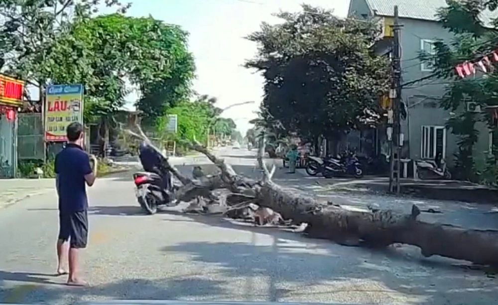 At the time of the incident, a tree fell and hit a motorcyclist, killing 1 person. Photo: Cut from a security camera clip of people recording the incident. (photo taken on September 9)