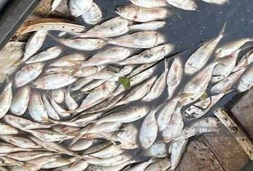 Dead fish on the Sa Lung River are collected by people on September 8. Photo: Han Nguyen