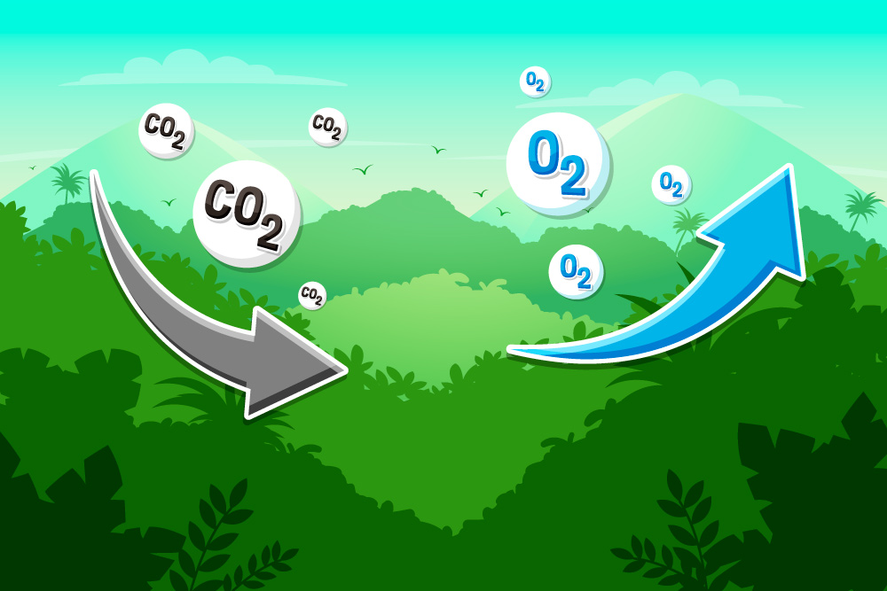 Many opinions were proposed to improve the effectiveness of forest protection, both developing forest economy and sustainable poverty reduction. Graphics: Duong Anh