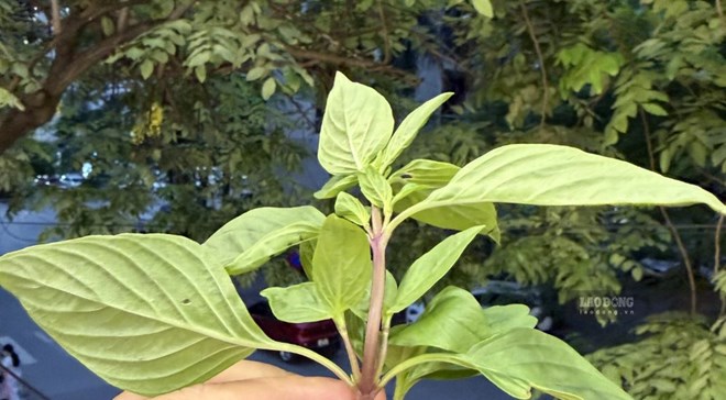 Basil water has some uses to help support lower uric acid and is good for the liver if combined with a healthy diet. Photo: Kieu Vu.