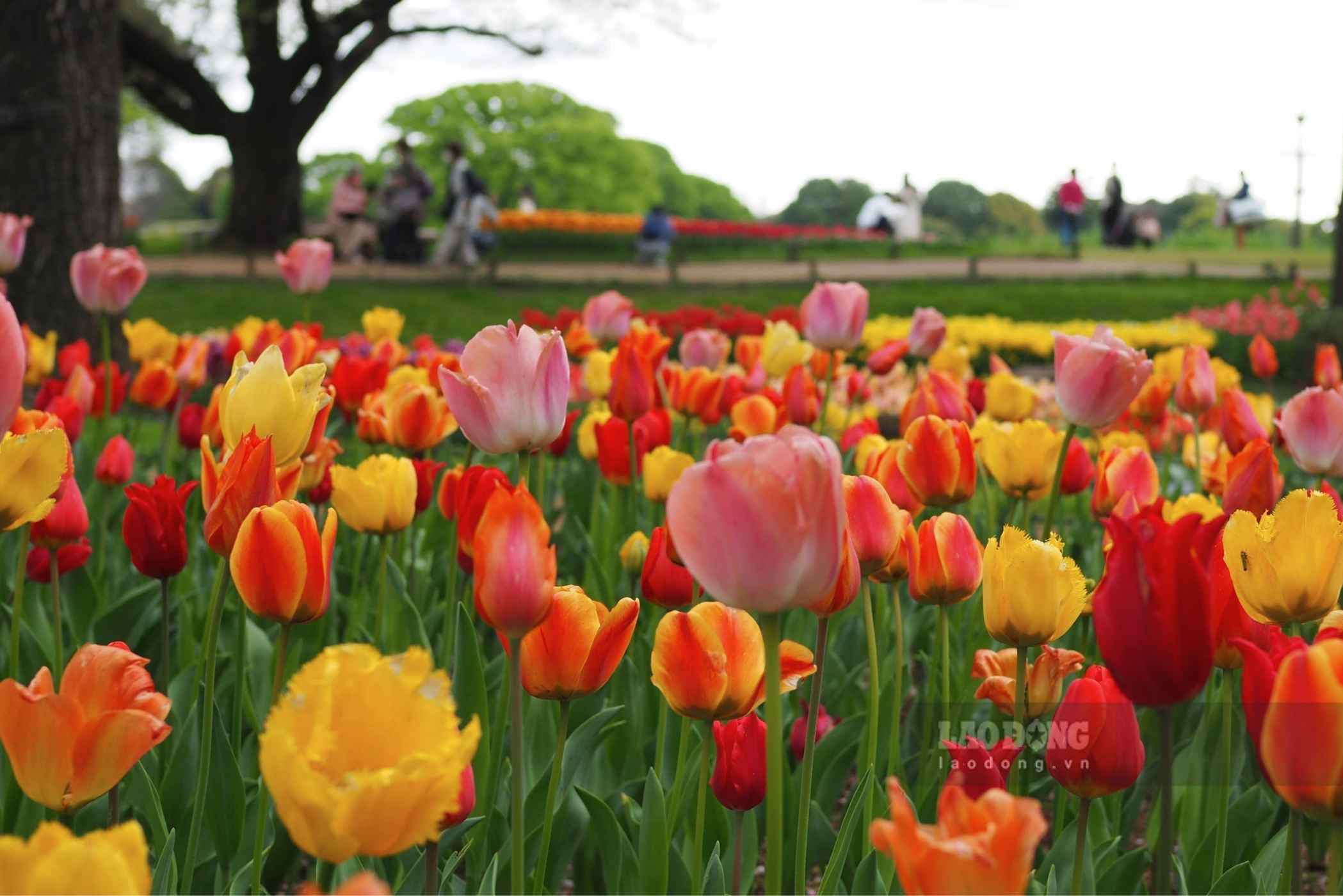 Tulip rực rỡ tại Showa Kinen Park. Ảnh: Phương Anh  