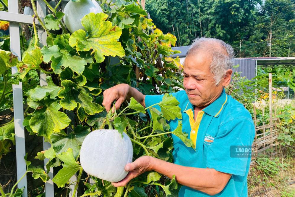 People in Tong Hum village, Chieng An ward, Son La province check fragrant green squash with yellow flesh before selling to traders. Photo: Truong Son taken on September 9, 2026