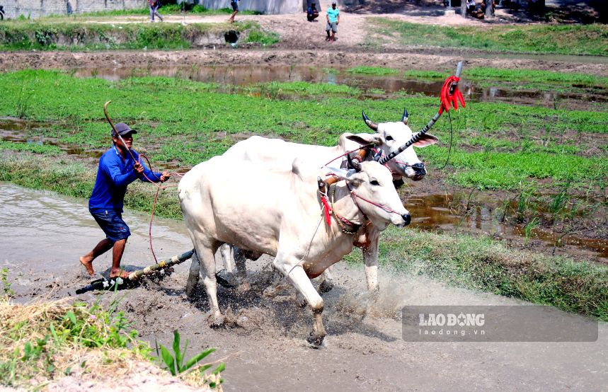 Ngày 13.9, 32 đôi bò xuất sắc sẽ tranh tài tại Ngày Hội đua bò chùa Rô. Ảnh: Thanh Mai