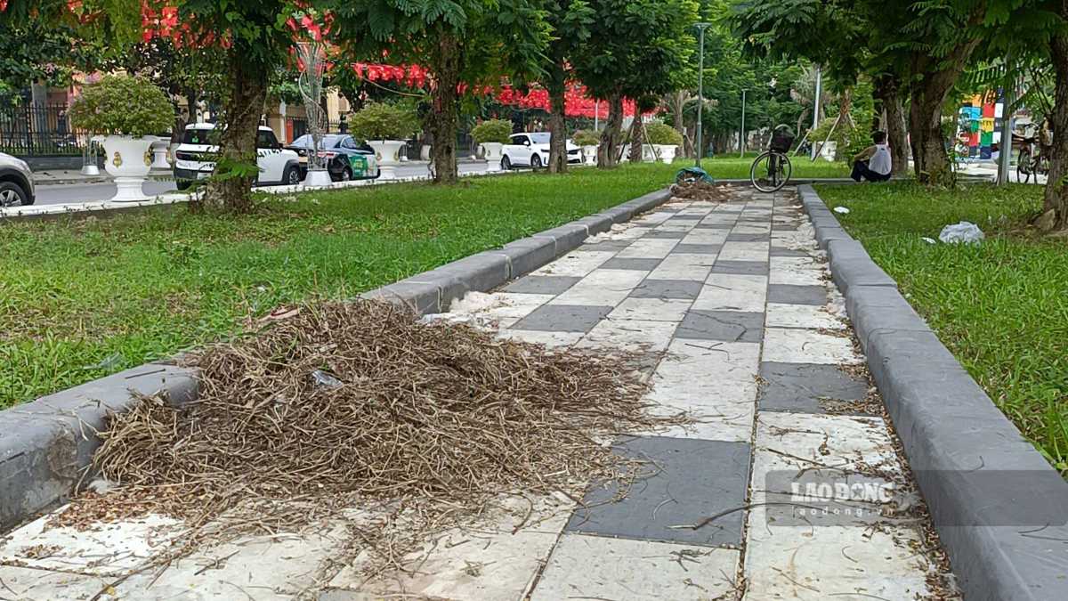 Các lối đi ngập cành, lá khô, chưa được thu dọn, chỉnh trang. Ảnh: Hoàng Khôi (chụp chiều 8.9)