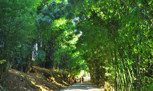  hình ảnh lũy tre xanh đã gắn liền với làng quê Việt Nam (ảnh minh họa từ Internet)