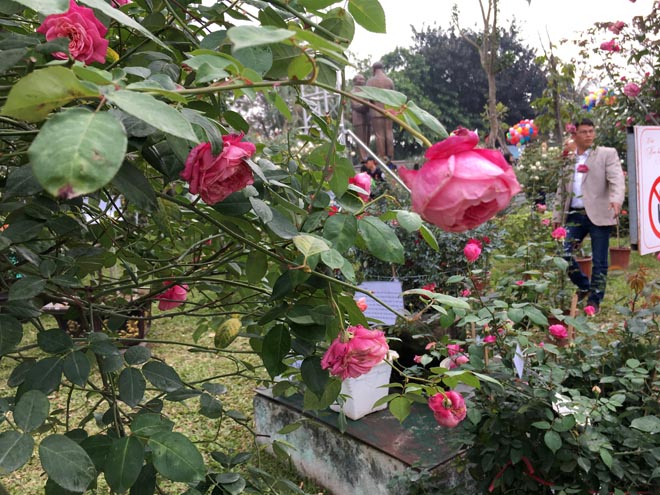 Nhiều chậu hoa ở Lễ hội hoa hồng đã bị héo.