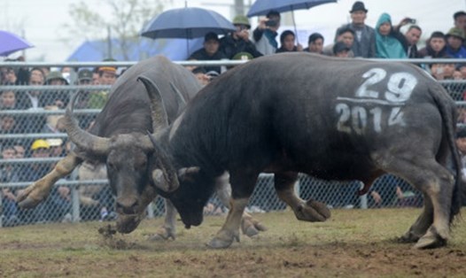 Hình ảnh về cảnh quyết đấu của hai con vật trong một lễ hội chọi trâu. Ảnh: B.H