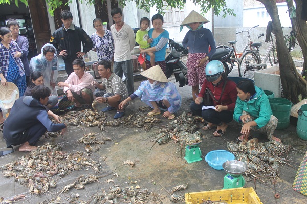 Phú Yên: Hơn 500 nghìn con tôm hùm nuôi đã bị chết