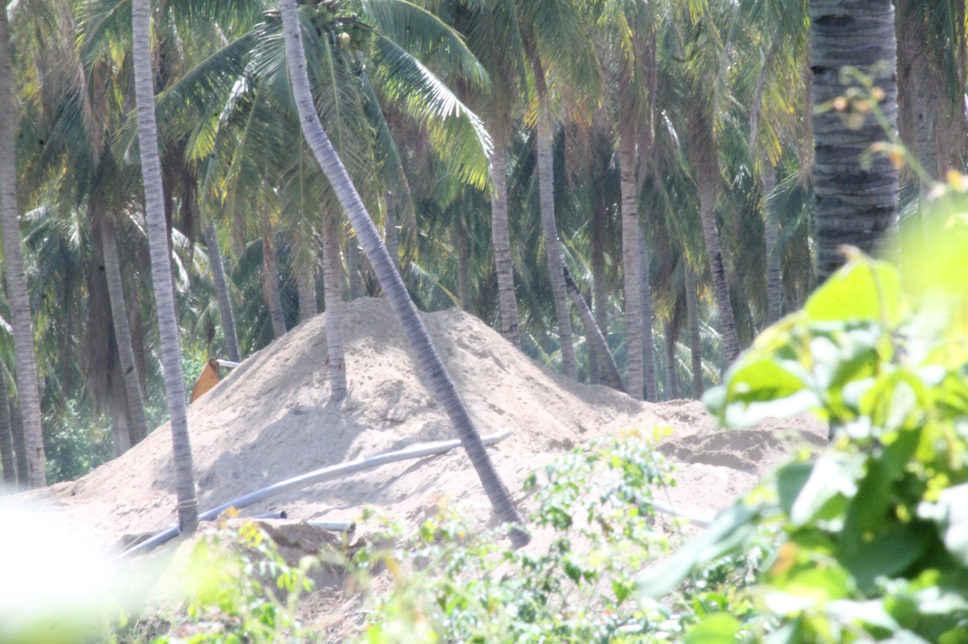 Cát sau khi nạo vét, tận thu từ sông được doanh nghiệp tập kết trên vườn dừa. Ảnh: Nhiệt Băng