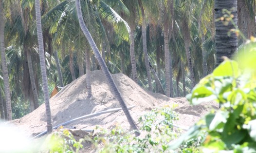 Cát sau khi nạo vét, tận thu từ sông được doanh nghiệp tập kết trên vườn dừa. Ảnh: Nhiệt Băng