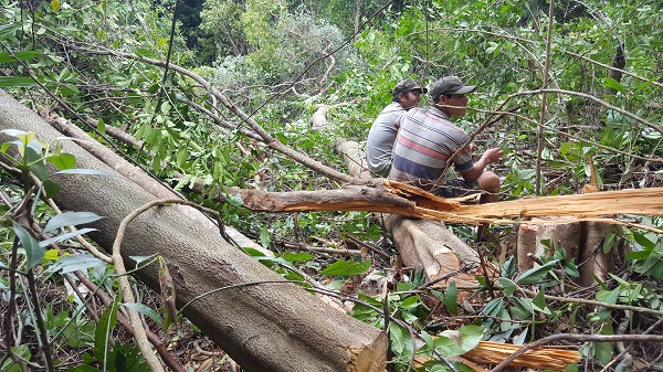 Hiện trường một vụ dọn rừng để thực hiện dự án chăn nuôi bò thịt chất lượng cao ở Sông Hinh. Ảnh: T.X