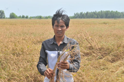 Ruộng lúa của nông dân Kiên Giang bị chết khô trong đợt hạn mặn nghiêm trọng. Ảnh: P.V