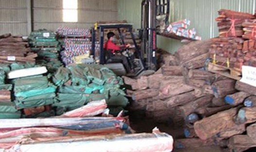 Hơn 500 m3 gỗ trắc tang vật đã bị đem bán tháo khi vụ án chưa được xét xử với giá rẻ mạt (63 tỉ đồng). Ảnh: T.L