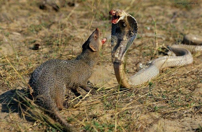 Mục kích chồn Mongoose liều mình tấn công điên cuồng “chúa tể nọc độc“