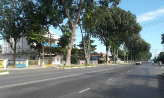 Hàng cây xà cừ trên đường 30.4, thành phố Tây Ninh . Ảnh: C.H