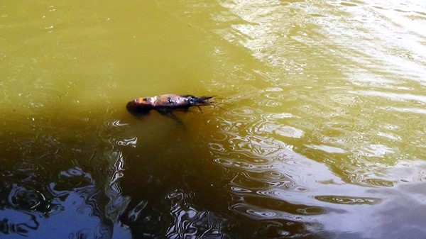 Nắng nóng, mặn xâm nhập, năm 2016 Cà Mau thiệt hại trên 155.000 ha tôm. Ảnh: PV