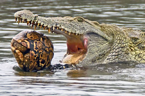 Hungry crocodile fiercely swallows tough turtle