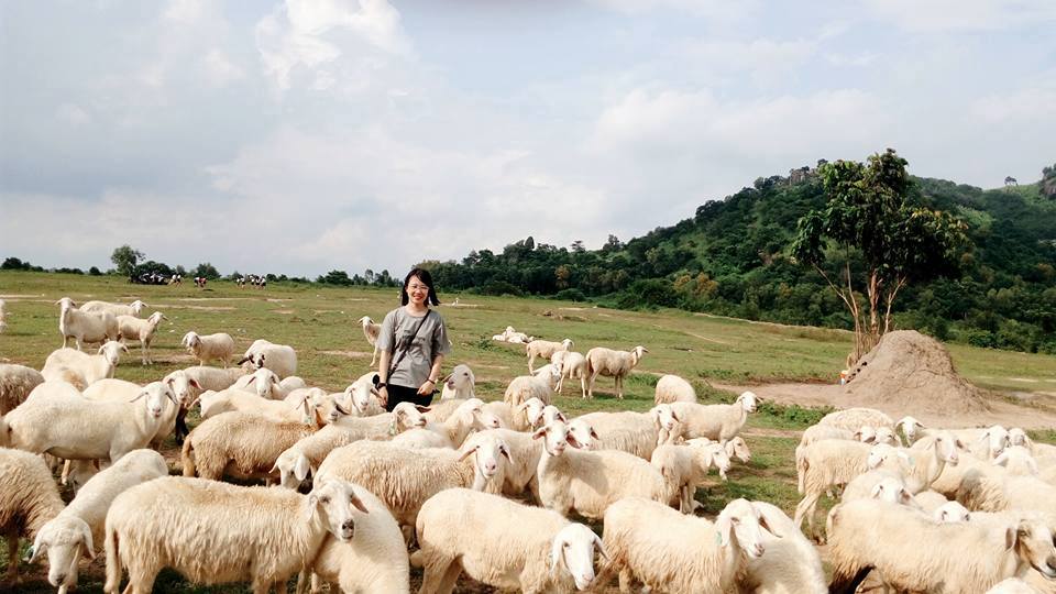 Lạc vào trời Tây với đồng cừu Suối Nghệ