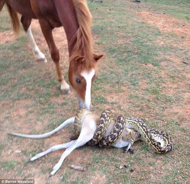 The horse calmly stood watching the python swallow its prey