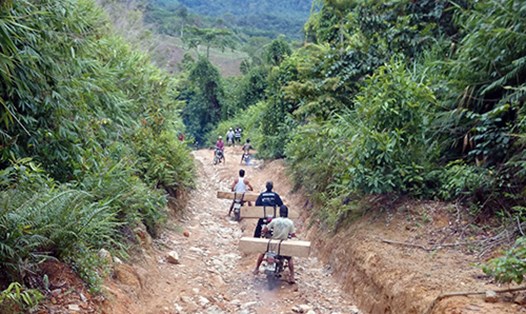 Vận chuyển gỗ lậu bằng xe máy (Ảnh theo Báo Quảng Nam)