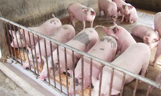 Theo Bộ NNPTNT, hiện vẫn còn tồn 200 nghìn tấn lợn hơi chưa thể tiêu thụ trong dân. Ảnh: P.V