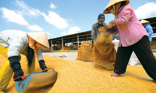 Dự báo tình hình thị trường lúa gạo xuất khẩu từ nay đến tháng 9.2017 gặp nhiều thuận lợi. Ảnh: P.V