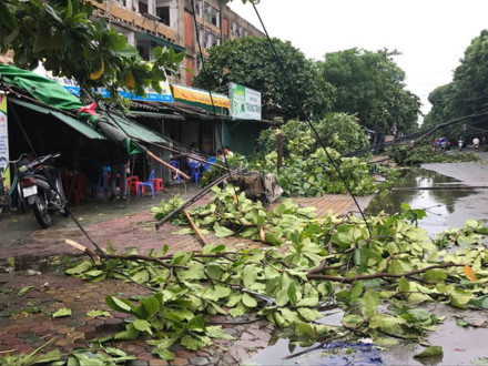 Bão số 2 đi qua làm nhiều cây xanh trên địa bàn TP.Vinh bị gãy, đổ. Ảnh: TTT