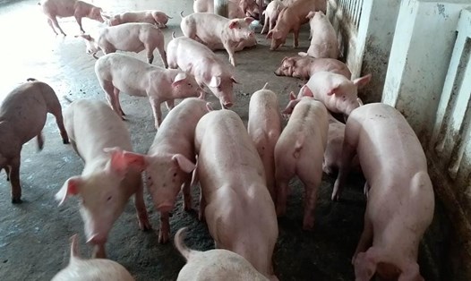 Những con lợn của một hộ chăn nuôi tại Phú Thọ bị "ghìm" lại trong chuồng chờ giá lên. Ảnh: HVC
