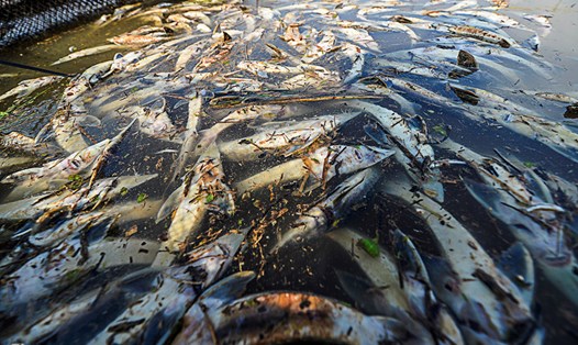 Lượng cá chết được cho bởi nguyên nhân hồ Hòa Bình xả lũ đã lên tới gần 400 tấn. 