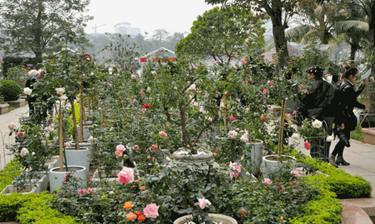 Lê hội hoa hồng Bulgaria ở Công viên Thống Nhất (Hà Nội).