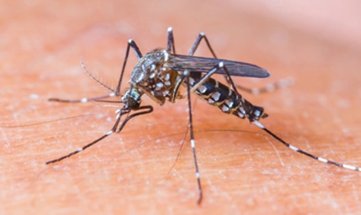 Hiện đang bắt đầu vào mùa mưa, điều kiện thuận lợi cho muỗi truyền bệnh sốt xuất huyết và Zika phát triển (Ảnh tư liệu)