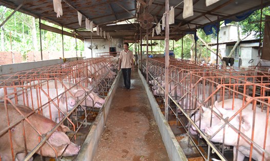 Các hộ chăn nuôi ở Đồng Nai đang gặp khó khăn. Ảnh: HAC