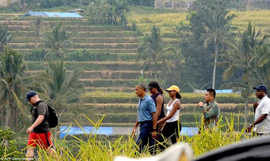 Gia đình ông Barack Obama đi qua một cánh đồng lúa chín ở Indonesia. Ảnh: EPA