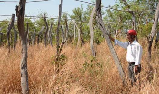 Vườn tiêu của nông dân Láng (huyện Chư Pứh, Gia Lai) chết sạch, phải bỏ hoang. Ảnh: ĐÌNH VĂN