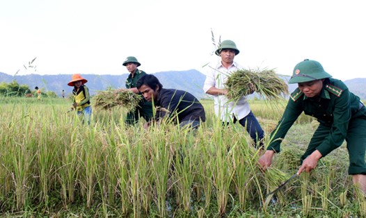 Biên phòng ở tổ công tác Rào Tre giúp người đồng bào Chứt gặt lúa