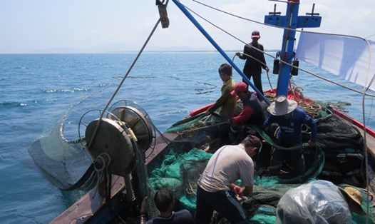 Những ngư dân trên tàu cá anh Võ Hải kéo lưới bắt cá cơm mồm 