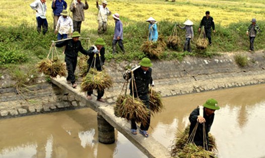 Đoàn viên thanh niên CĐ Bộ Tư lệnh Cảnh sát cơ động giúp dân thu hoạch lúa mùa.
