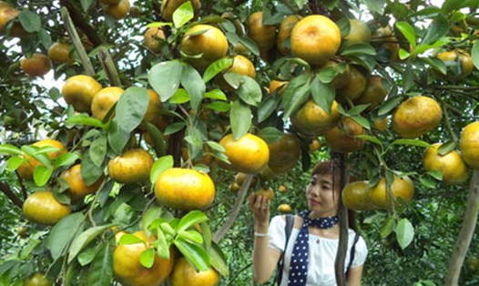 Vườn quýt hồng 20 năm tuổi Hồng Danh (xã Tân Thành, huyện Lai Vung). Ảnh: Â.T