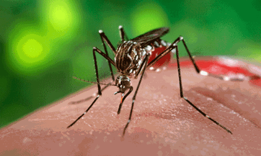 Muỗi vằn - vật chủ trung gian của virus Sốt xuất huyết và Zika