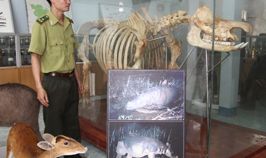 Bộ xương tê giác Java cuối cùng tại Việt Nam. Ảnh: K' Liệp