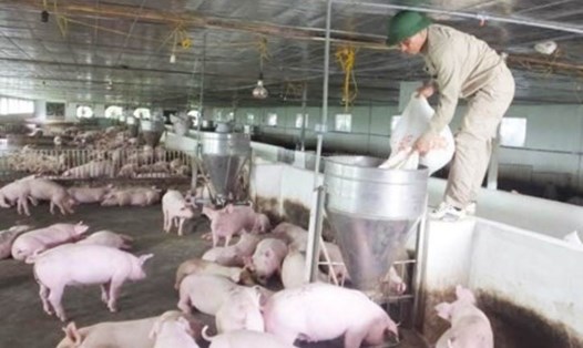Hà Tĩnh đang tồn hơn 70.000 con lợn chưa thể xuất chuồng (Ảnh: Tr.Hoa)