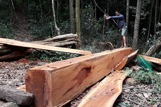 Rừng ở huyện Mang Yang bị đốn hạ trái phép. Ảnh ĐÌNH VĂN