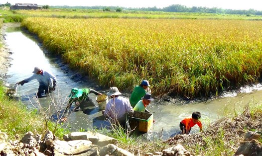Thu hoạch tôm càng xanh trên ruộng lúa ở huyện Phước Long, Bạc Liêu.