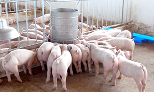 Hiện số lợn nuôi trong các hộ dân không còn nhiều mà chủ yếu ở các DN lớn. Ảnh: A.C