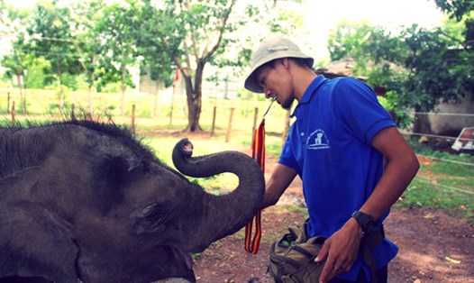 Voi Gold được chăm sóc tại Trung tâm bảo tồn voi. Ảnh: H.L