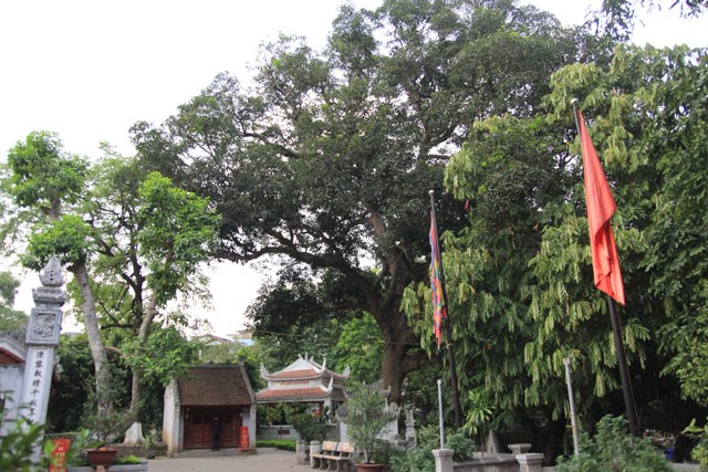  Thực hư cây Quéo gần 1.000 năm tuổi ở Hà Nội