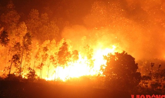 Cháy rừng phòng hộ ở huyện Sóc Sơn