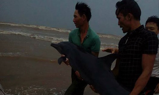 Người dân xã Diễn Hải giải cứu cá heo trước cơn bão số 2. ảnh: Tình Quỳnh
